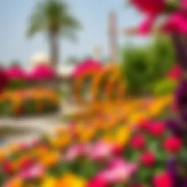 Vibrant colors of the Dubai Miracle Garden showcasing floral artistry